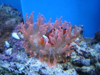  Entacmaea quadricolor (Rose Anemone, Bubble-tip Anemone, Bulb-tipped Anemone, Maroon Anemone)